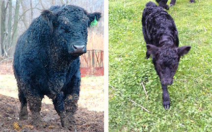 1stCalfNewNolan-smaller