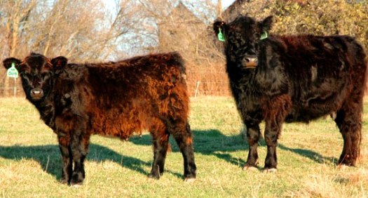 Castner-Galloway-Female-and-Calf