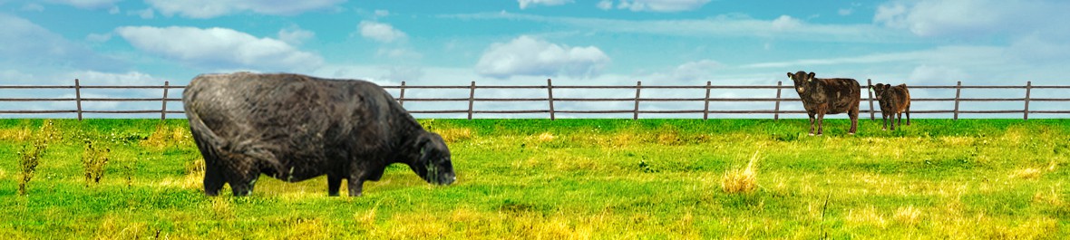 Kay's HomeFarm photo